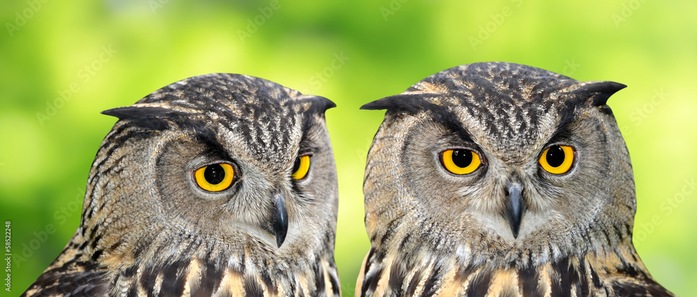 Fototapeta premium Eagle Owl, Bubo bubo