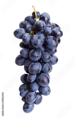 Single blue grape cluster