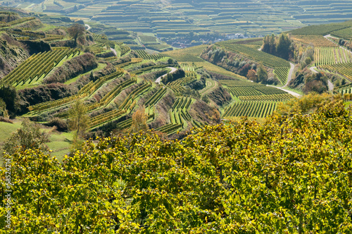 Weinanbau am Kaiserstuhl 1 photo