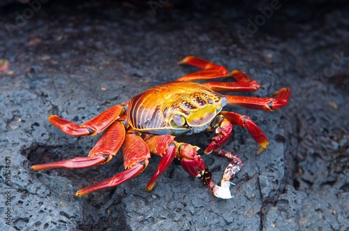 red rock crab