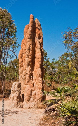 termite mounds photo