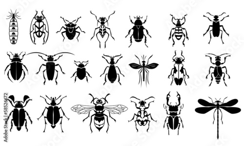 Insects vector set © stefantanovic