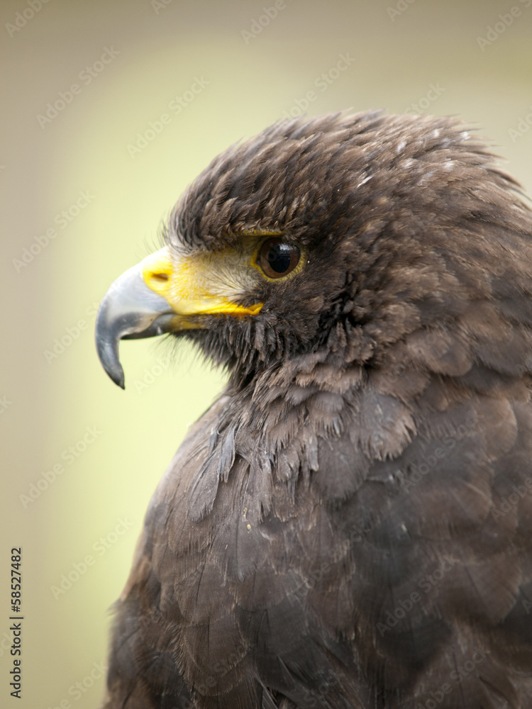 Obraz premium Portrait of a young steppe eagle (Aquila nipalensis)