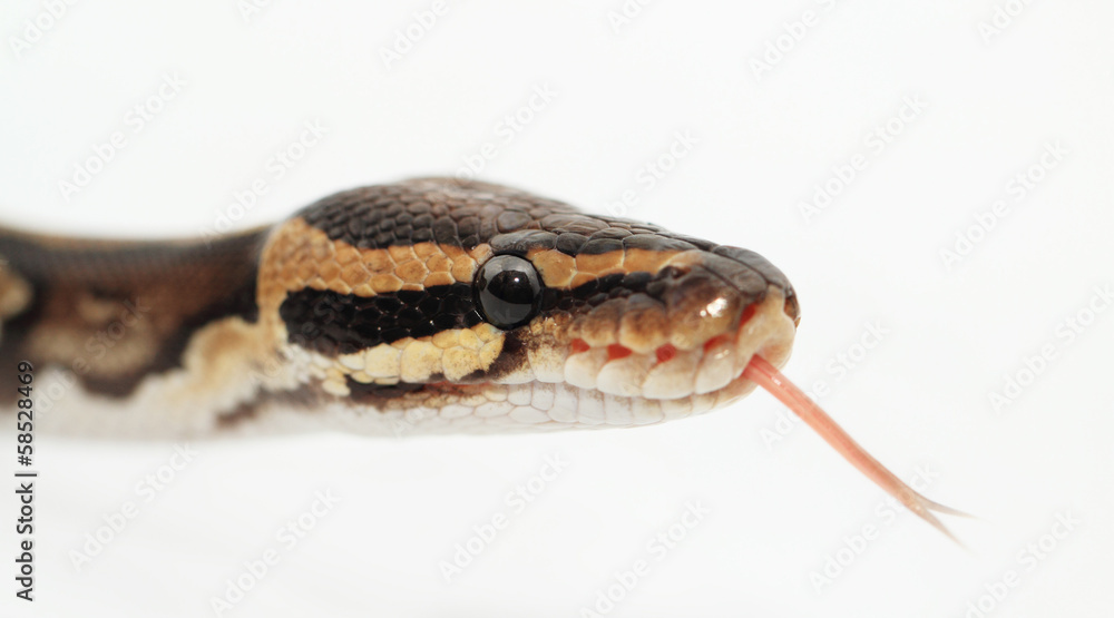 Ball Python close up