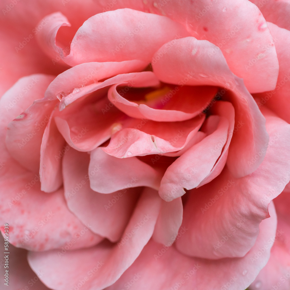 QE Rose QE Rose