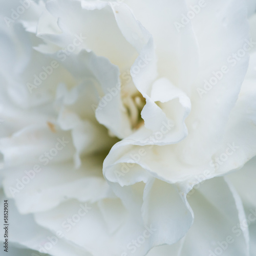 Milky White Carnation