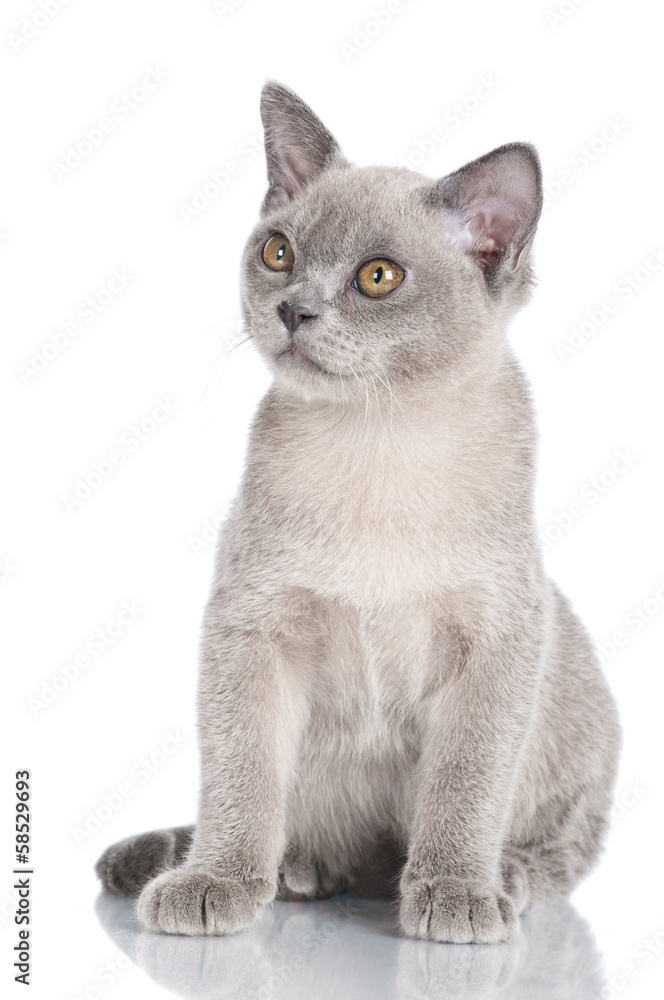 blue burmese kitten portrait