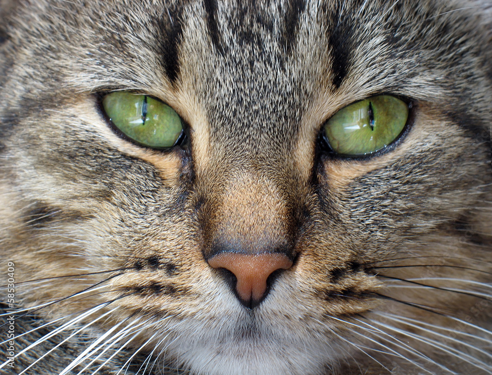 Cat's muzzle close up Cat's muzzle close up