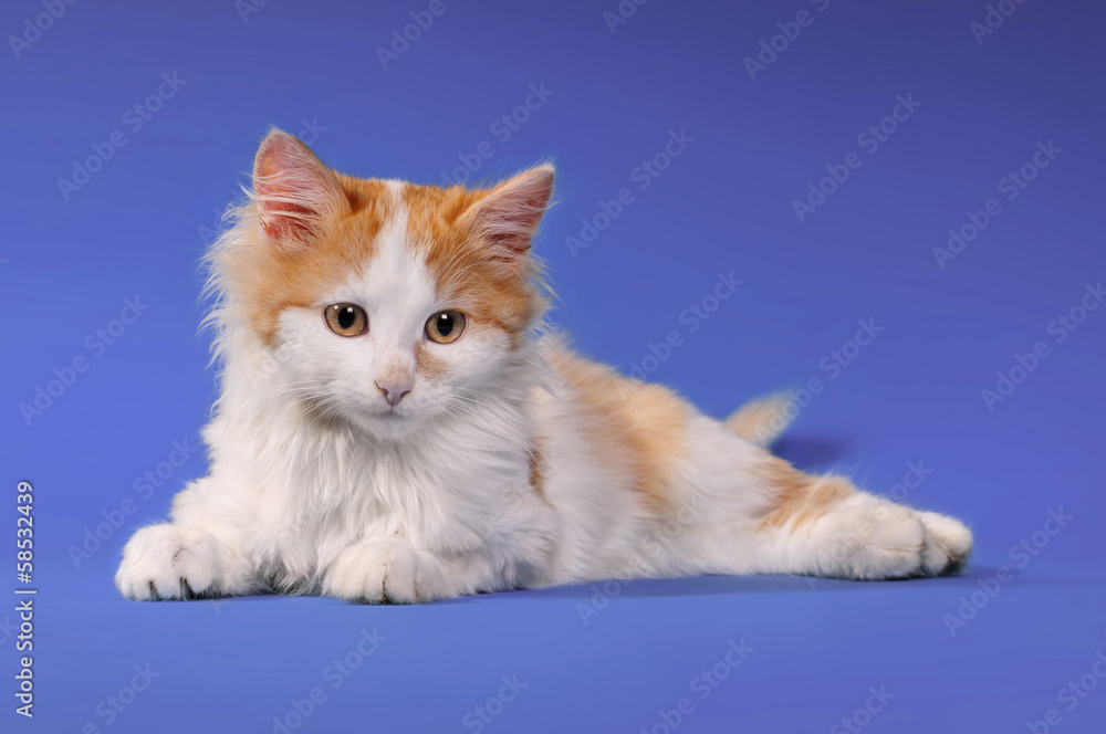 Obraz premium Kitten on a colored background