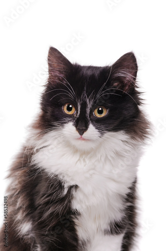 Kitten on a white background