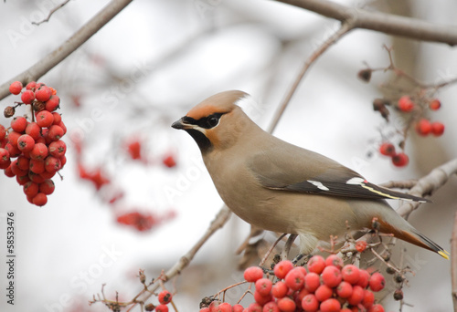 Waxwing on branch of mountain ash