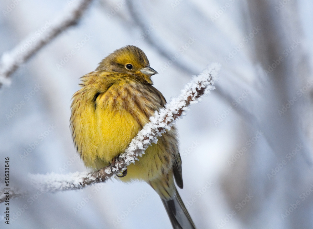 Fototapeta premium Yellowhammer on rimed branch