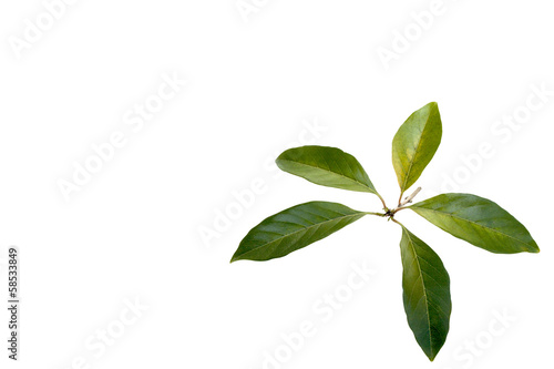 Isolated Sprig Of Green Leaves On White Background
