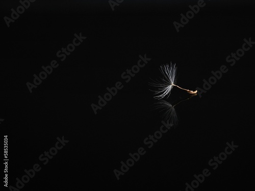 Little dandelion seed on black background