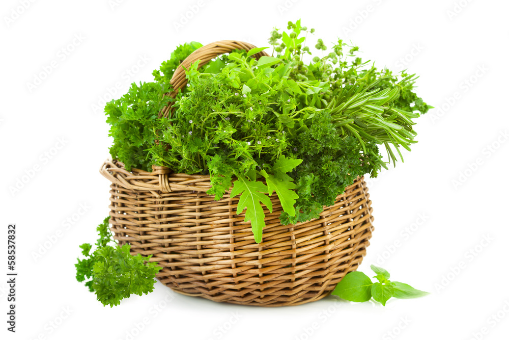Collection of Fresh Spicy Herbs in Basket / isolated Collection of Fresh Spicy Herbs in Basket / isolated