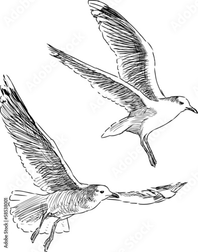 flying sea gulls