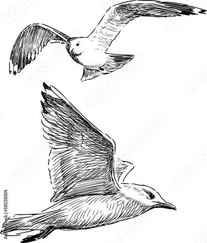 flying gulls