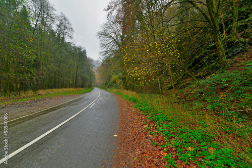 Autumn forest with road. Belgium. Ardennes. Vresse sur Semois.