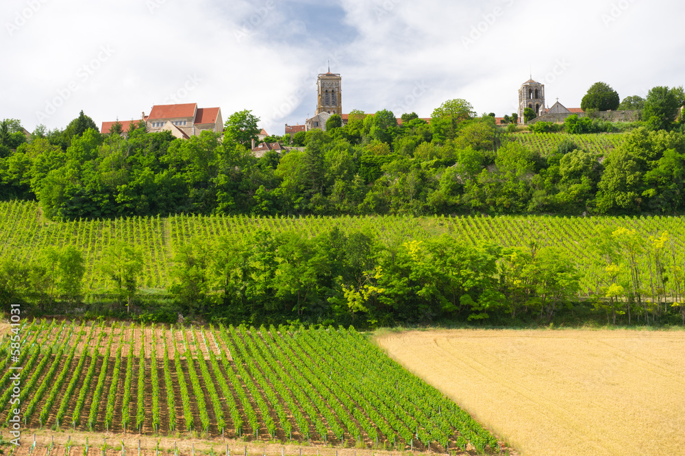 Vineyards in French Burgundy