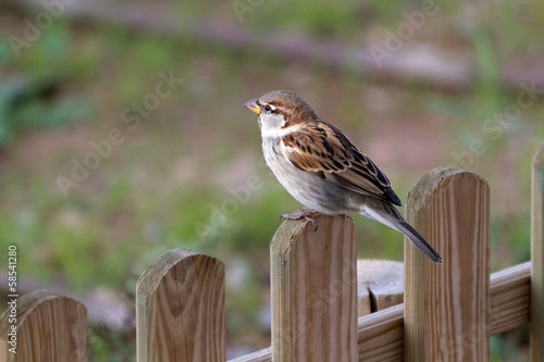 Sparrow on a wooden fence