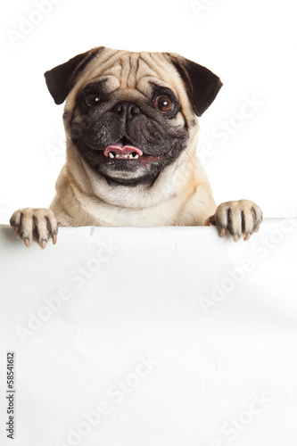 pug dog with bunner isolated on white background. design