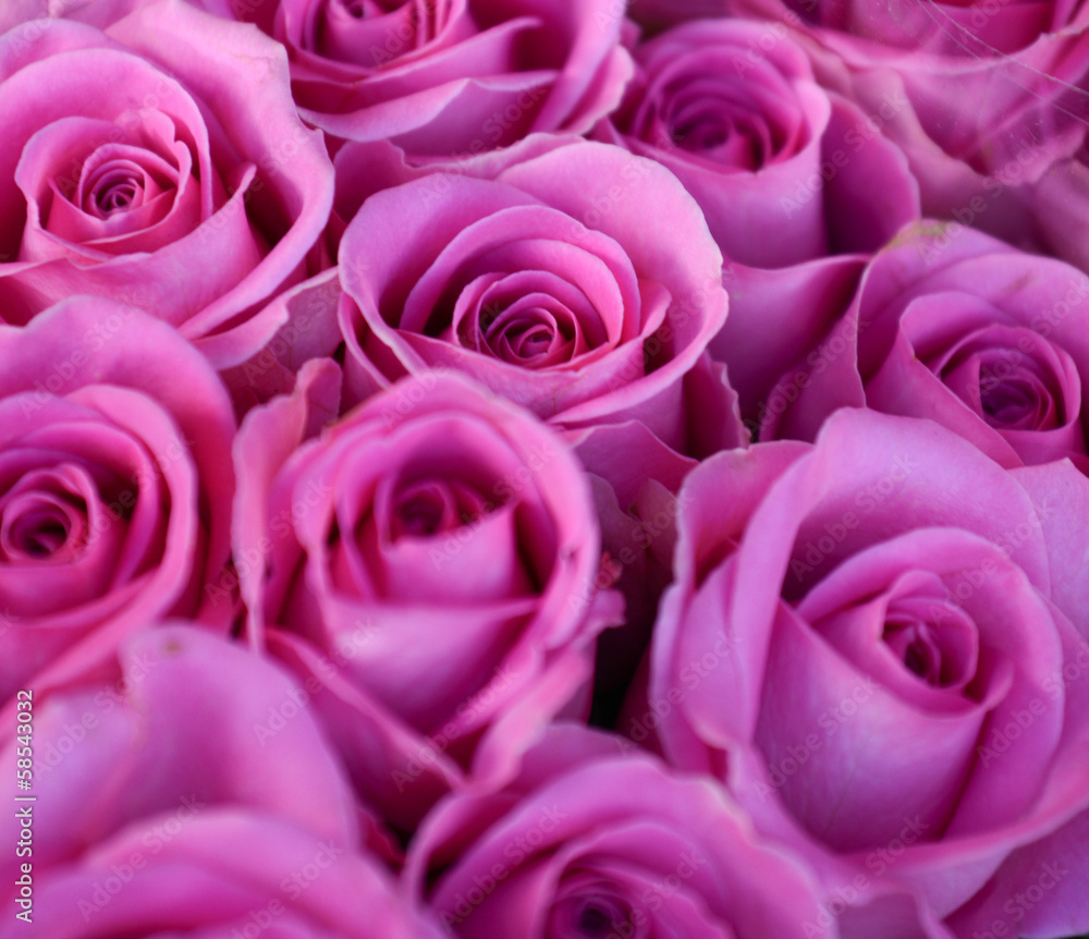 Pink roses bouquet Pink roses bouquet