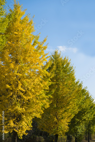 ginkgo trees on the way to become the yellow leaves