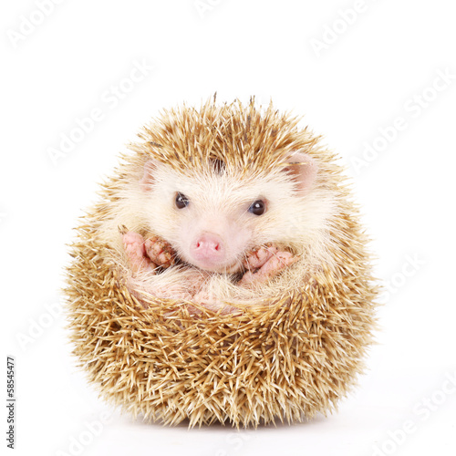 Four-toed Hedgehog, Atelerix albiventris, balled up in front of photo