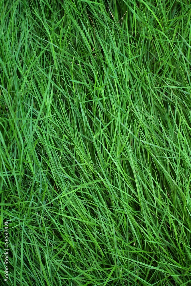 green grass green grass