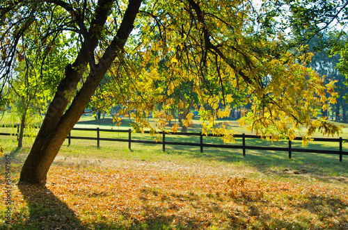 Tree with green and yellow leaves by a wooden fence in autumn
