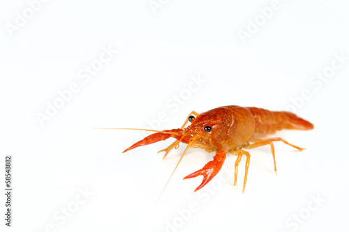 Red crawfish photo