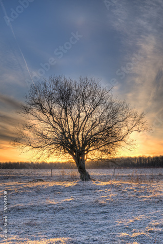 Tree against a sunrise © dfaagaard