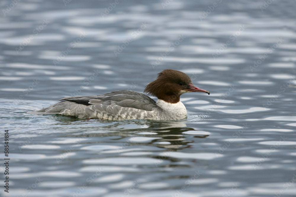 Goosander, Mergus merganser Goosander, Mergus merganser