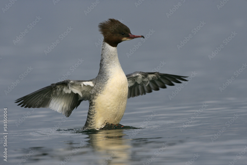 Fototapeta premium Goosander, Mergus merganser