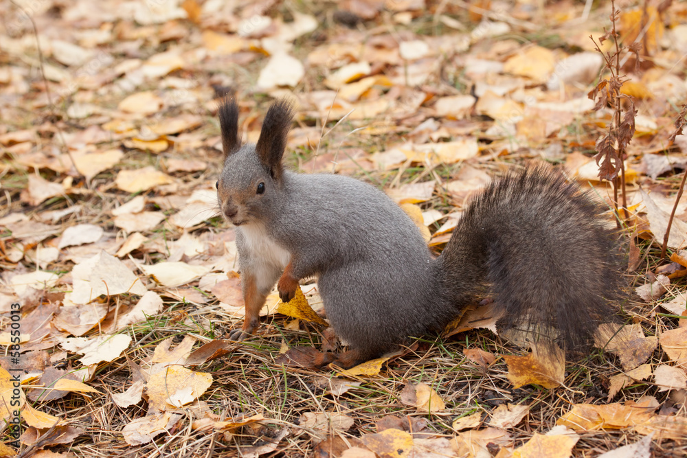 photo of gray squirrel photo of gray squirrel
