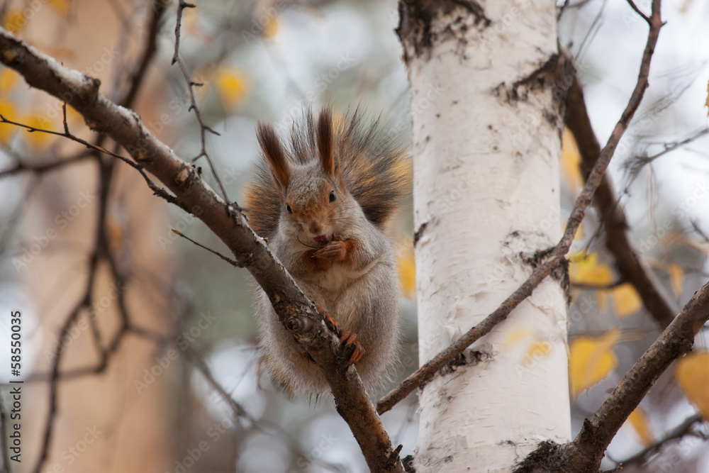 photo of gray squirrel photo of gray squirrel