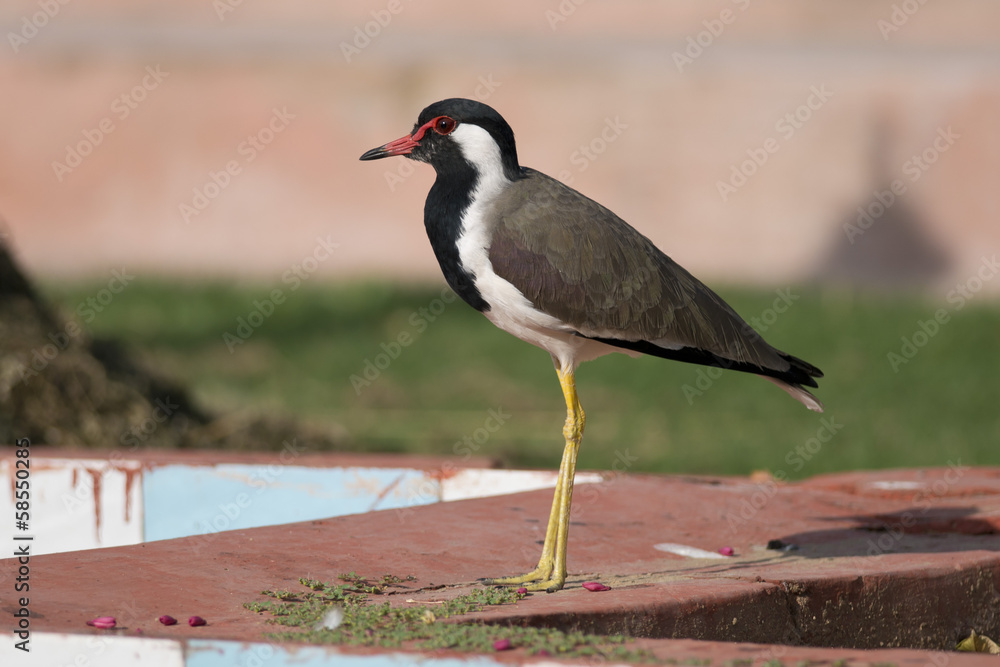 Obraz premium Red Wattled Lapwing