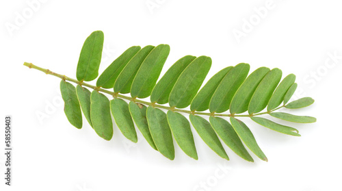 Tamarind leaf isolated on white