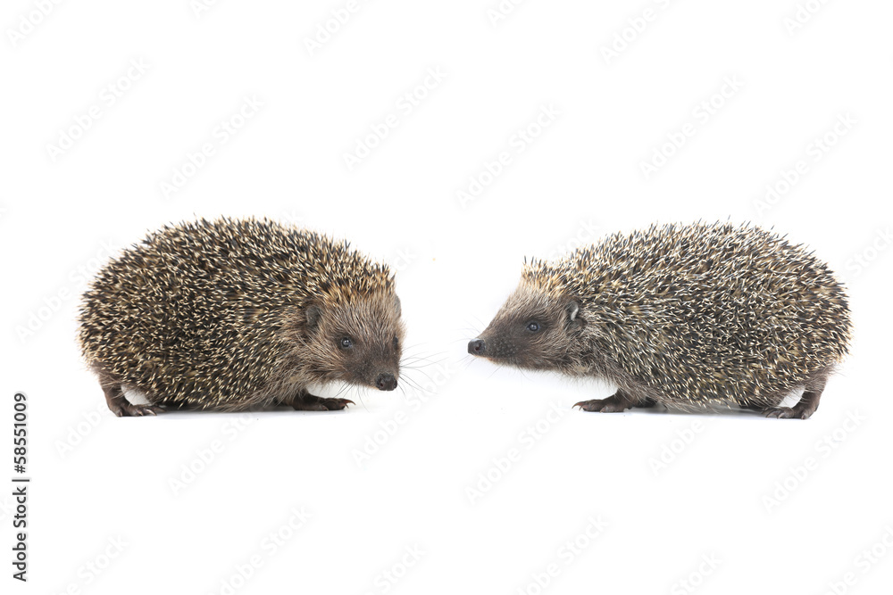 Obraz premium hedgehogs