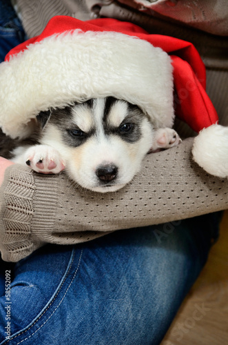 Siberian Husky puppy on hands