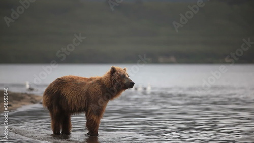 bears fishing