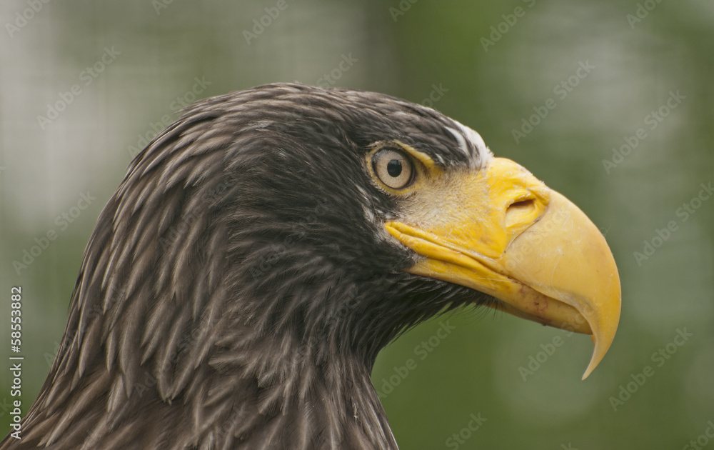 Steller´s sea eagle Steller´s sea eagle