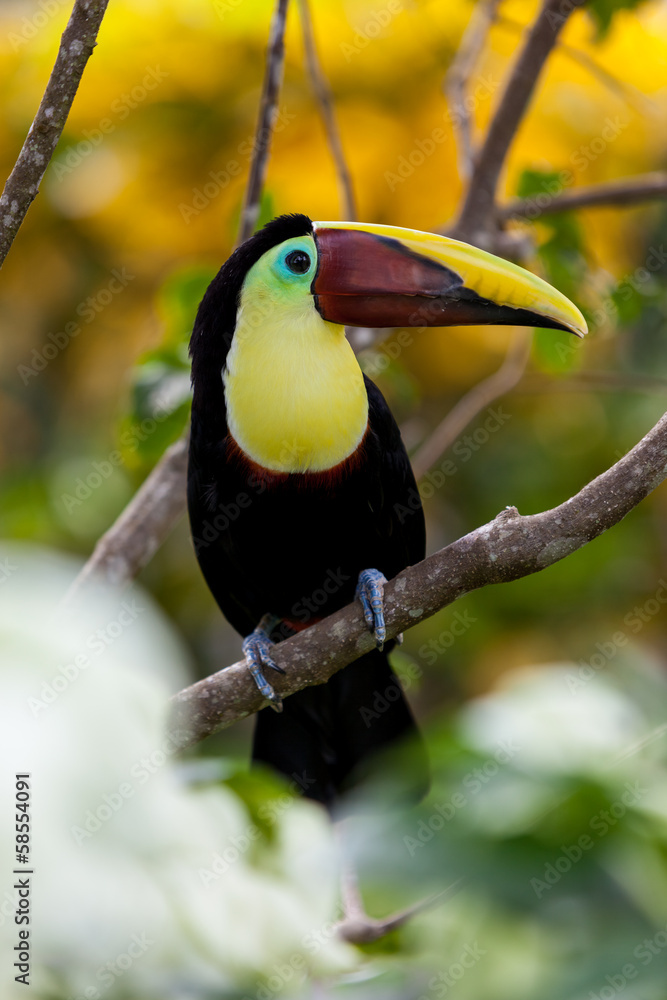 Toucan resting on a tree branch Toucan resting on a tree branch