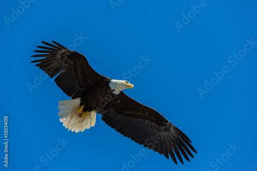 Bald Eagle flying free
