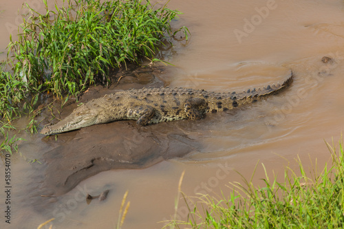 Crocodile resting on a river bank