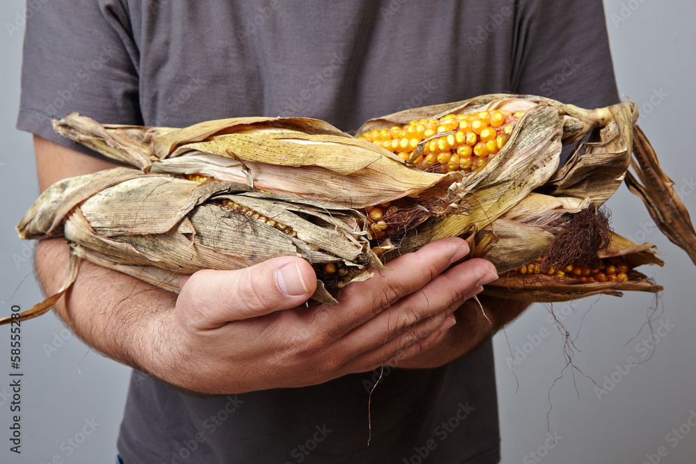 dry corn on man's hands