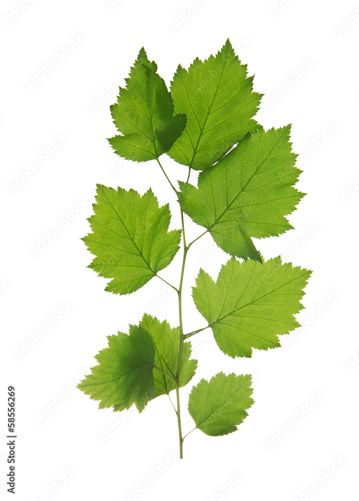 Branch with the gentle green leaves