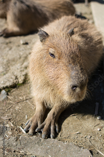 Wallpaper Mural カピバラ Torontodigital.ca