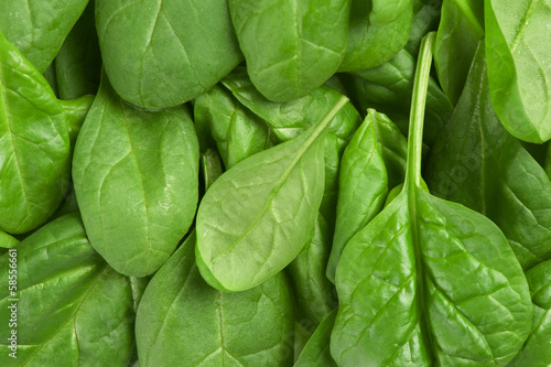 fresh green leaves spinach