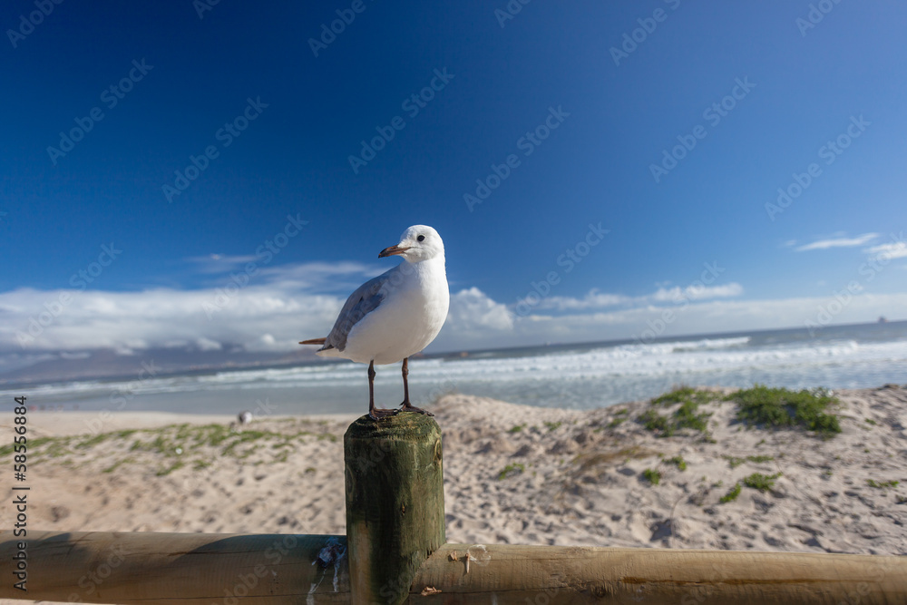 Fototapeta premium Seagull Bird Beach Perched